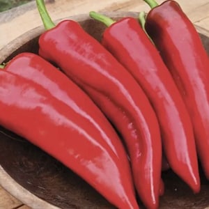 Anaheim Chili Pepper Seeds USA NJ Grower Heirloom Organic Free Shipping