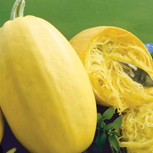Squash Spaghetti Squash seeds  NJ USA Heirloom organic See my store for largest selection