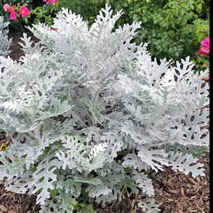 Dusty Miller Seeds Heirloom USA NJ Grower see my store for largest selection