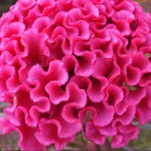 Celosia Orient Pink Celosia Cockscomb Flower Seeds Heirloom NJ Seller Free Shipping