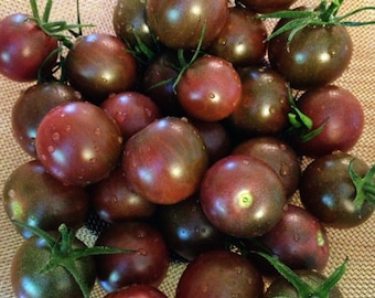 Chocolate Cherry Tomato Seeds NJ Grower Heirloom Organic Free Shipping