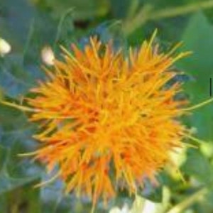 May include: A close-up of a bright orange flower with spiky petals. The flower is in bloom and has a fuzzy texture.