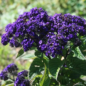 Marine Heliotrope Mini Marine Flower Seeds Heirloom USA NJ Grower see my store for largest selection
