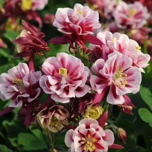 Columbine Winky Red & White Flower Seeds Heirloom Free Shipping NJ Seller