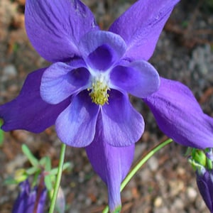 Columbine Alpina Flower Seeds Heirloom NJ Seller Free Shipping