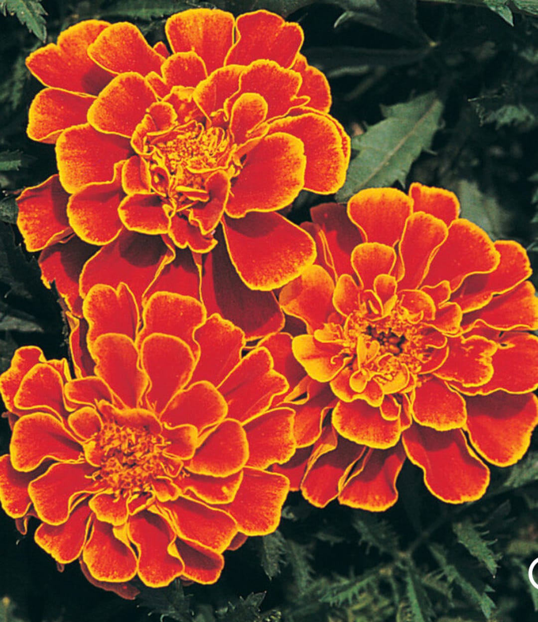 Marigold Queen Sophia Marigold USA Flower Seeds Heirloom NJ Grower See My Store for Largest