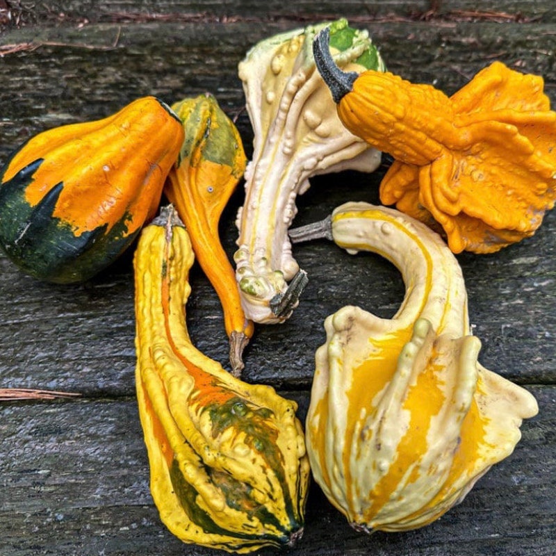 Gourd Pie - Etsy