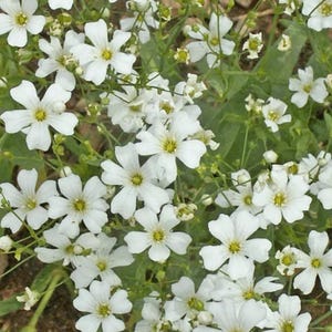 Baby Breath White Flower Seeds Heirloom USA NJ Growe  Free Shipping