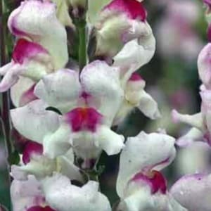 Snapdragon Lipstick Silver Antirrhinum seeds Heirloom USA NJ Grower see my store for largest selection