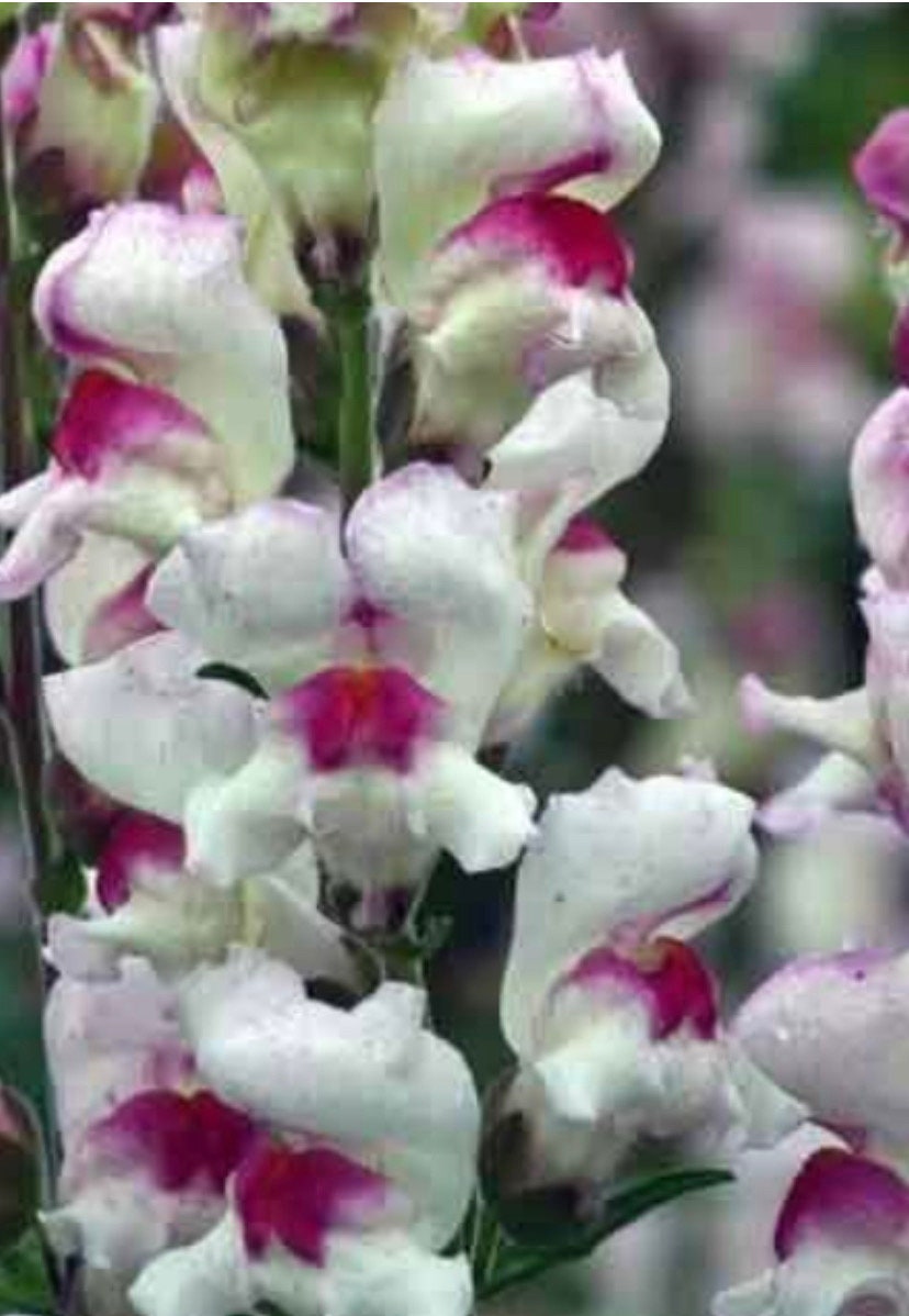 Snapdragon Lipstick Silver Antirrhinum seeds Heirloom USA NJ Grower see my store for largest selection