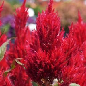 Celosia Kelos Series Seeds Heirloom NJ Seller Free Shipping