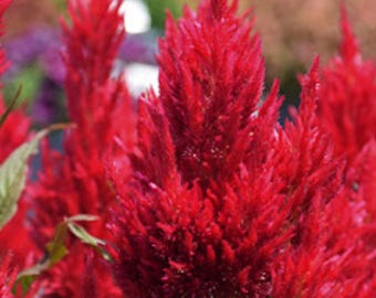 Spun Sugar Celosia Argentea Plumosa Cut Flower Seed Packet for