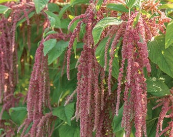 Amaranthus Coral Fountains Seeds Heirloom USA NJ Grower Free Shipping