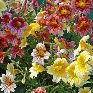 Salpiglossis Grandiflora painted Tounge Flower Seeds Heirloom NJ Seller Organic Free Shipping