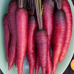 May include: A bunch of purple carrots on a light blue plate. The carrots are arranged in a fan shape and have a deep purple color.