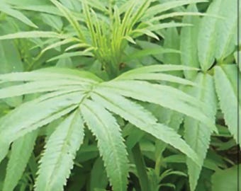 Mint Black Mint Huacatay seeds Heirloom USA NJ Grower see my store for largest selection