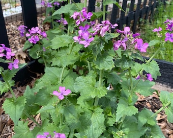 Popes Money, Lunaria Biennis, silver dollar, money plant Seeds Heirloom USA NJ Grower see my store for largest selection