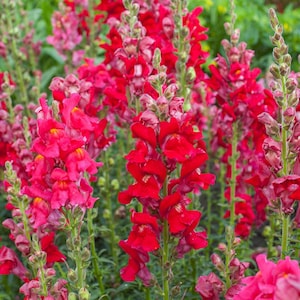 Snapdragon Ruby Antirrhinum seeds Heirloom USA NJ Grower see my store for largest selection