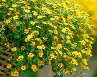 Zinnia Creeping  flower seeds Heirloom USA NJ Grower see my store for largest selection