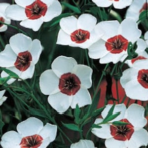 Flax Bright Eyes Seeds Heirloom USA NJ see my store for largest selection