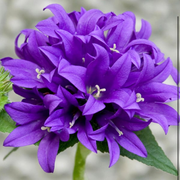 Bellflower Superba Campanula Glomerata seeds Heirloom NJ Grower Free Shipping