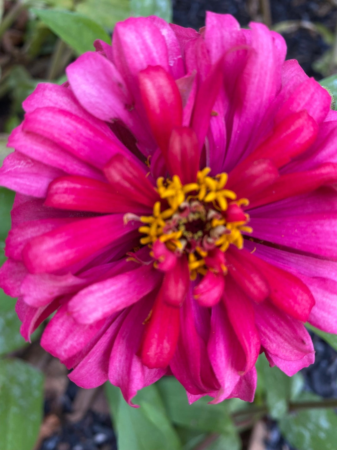 Zinnia Hot Mamma Rare Zinnia Flower Seeds Heirloom Organic USA NJ ...
