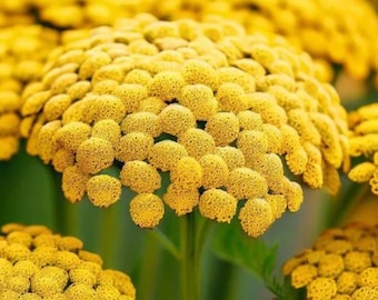 Yarrow Gold USA NJ Seller Organic check my store for largest selection Free Shipping
