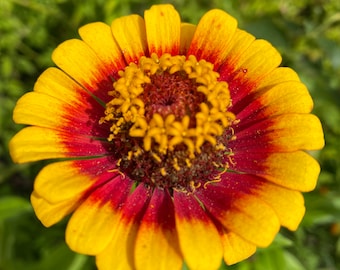 Zinnia Sombrero zinnia seeds Heirloom USA NJ Grower see my store for largest selection