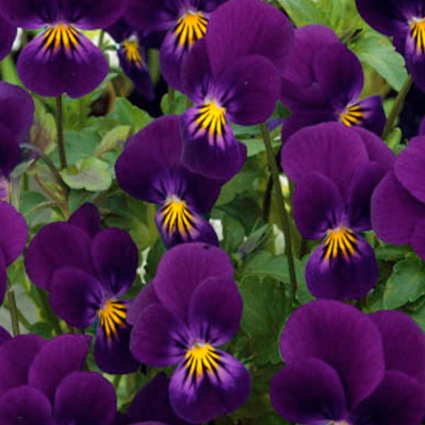 Pansy King Henry Viola flower Seeds Heirloom USA NJ Seller check my store for largest selection