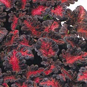 Coleus Black Dragon Flower Seeds Heirloom NJ Grower Free Shipping