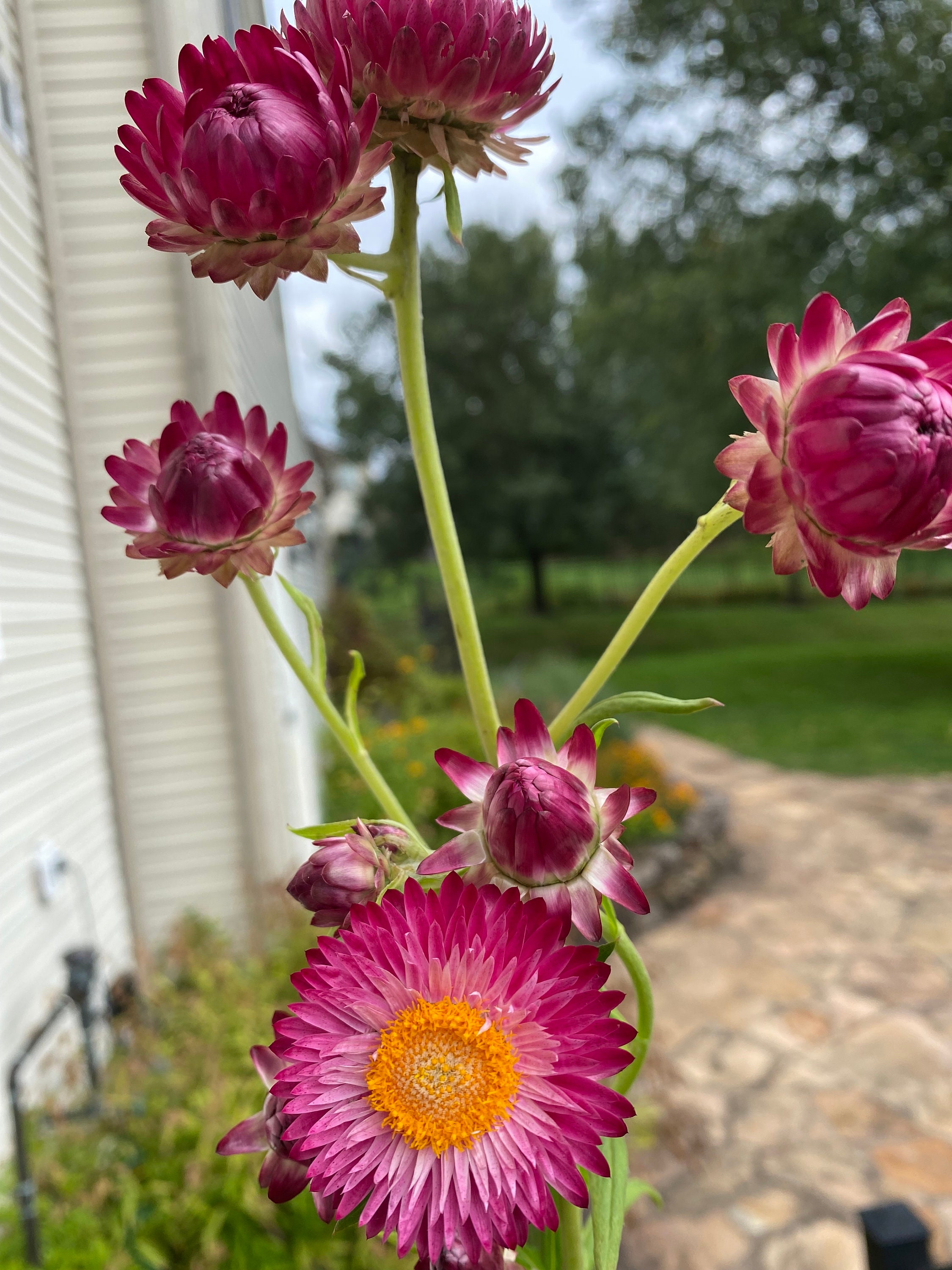 Strawflower Bright Rose Flower Seeds USA Heirloom Check My Etsy