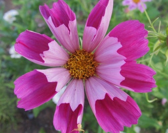 Cosmos Sea Shell Mix Seeds Heirloom NJGrower Free Shipping