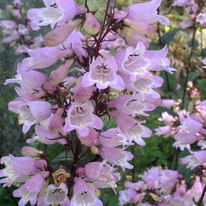 Penstemon Calycosus Beardtongue flower Seeds Free Shipping Heirloom Organic