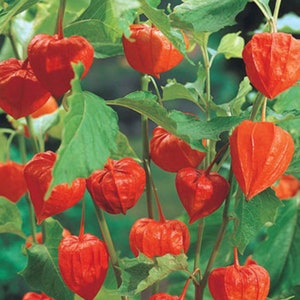Chinese Lantern seeds Heirloom NJ Grower Organic Free Shipping