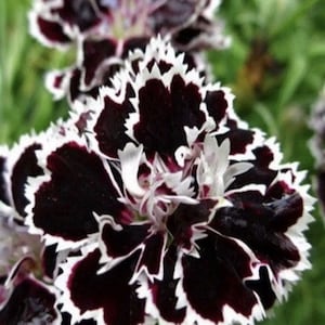 Dianthus Japanese Pink Heddewigii Dianthus  Seeds Heirloom USA NJ Grower see my store for largest selection