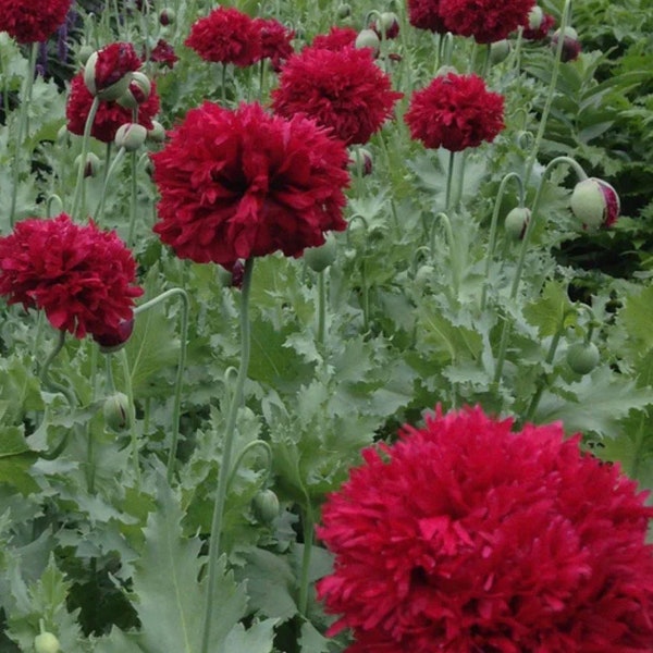 Poppy Scarlet Peony flower seeds Heirloom USA NJ Seller check my store for the largest selection