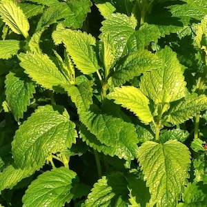 Lemon Balm Organic Seeds Heirloom NJ Grower Free Shipping