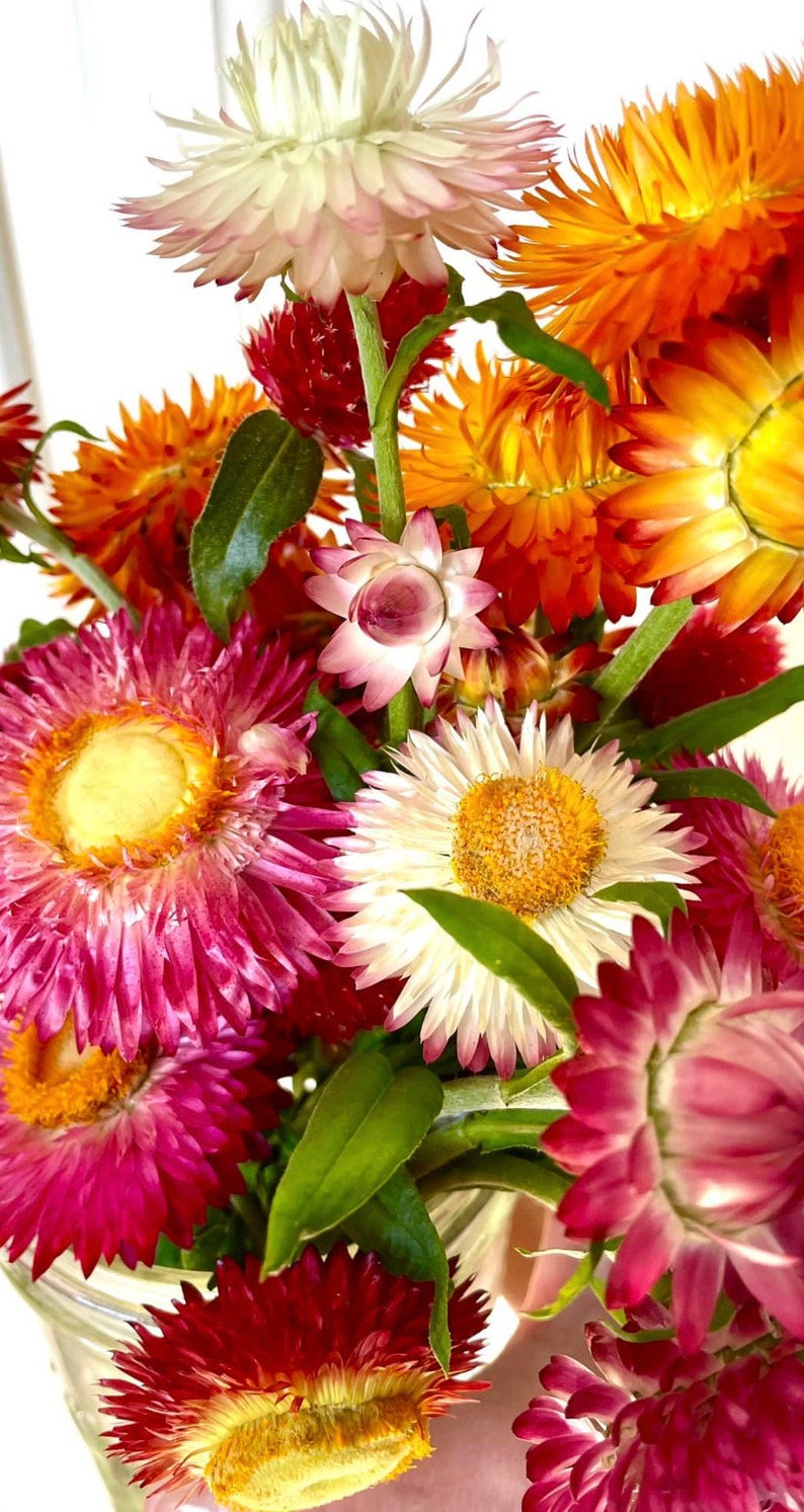 May include: A bouquet of dried flowers in a glass jar. The flowers are in shades of pink, white, orange, and yellow.