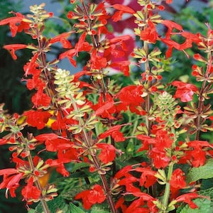 Sage Scarlet Flower Seeds USA Flower Seeds Heirloom NJ Grower see my store for largest selection