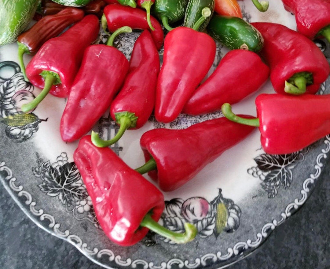 Paprika Leutschauer Hungarian Pepper Seeds USA NJ Grower Heirloom