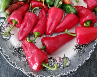 Paprika leutschauer Hungarian Pepper Seeds USA NJ Grower Heirloom Organic NJ Seller check my store for the largest selection Free Shipping