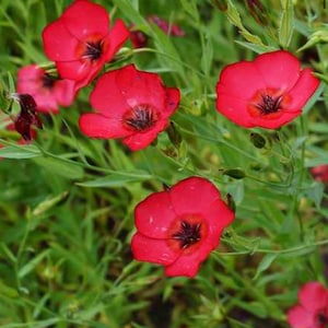 Flax Scarlet Seeds Heirloom USA NJ see my store for largest selection
