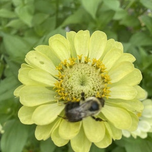 May include: A bee pollinating a pale yellow zinnia flower with a yellow centre. The flower is in focus, while the green leaves behind it are blurred.