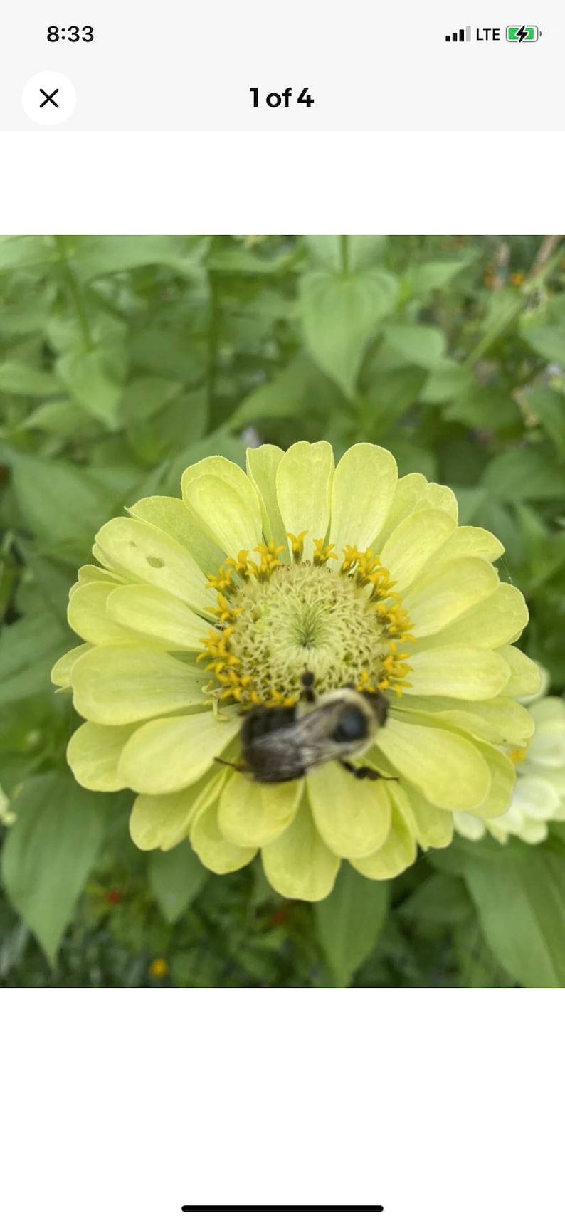 May include: A bee pollinating a pale yellow zinnia flower with a yellow centre. The flower is in focus, while the green leaves behind it are blurred.