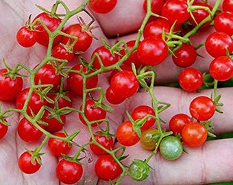 Sweet Pea Currant Tomato Seeds Heirloom USA NJ Grower see my store for largest selection