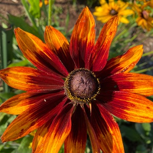 Rudbeckia Autum  Flower Seeds Heirloom USA NJ Grower see my store for largest selection