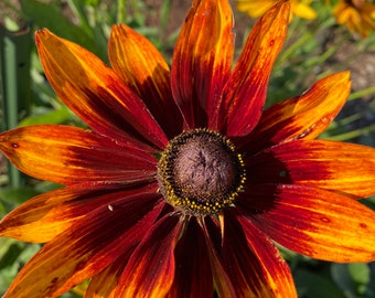 Rudbeckia Autum  Flower Seeds Heirloom USA NJ Grower see my store for largest selection