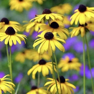 Black Eyed Susan Seeds Heirloom NJ Grower Free Shipping Organic