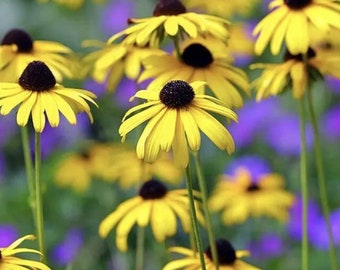 Black Eyed Susan Seeds Heirloom NJ Grower Free Shipping Organic