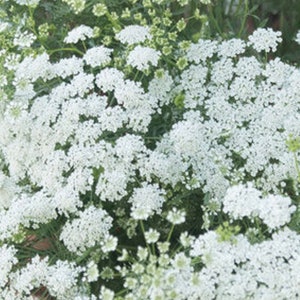 Queen Ann’s Lace,  Ammi Majus Select White  flower Seeds Heirloom  USA NJ Seller check my store for largest select